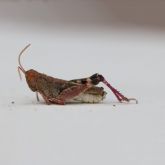 Native grasshopper