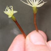 close up of fingers holding 2 stems of flowering plant