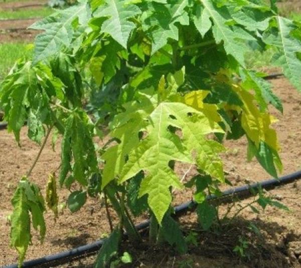 Above ground symptoms of Phytophthora root rot