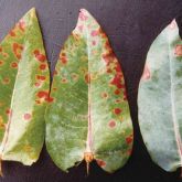 <em>T. eucalypti</em> on <em>E. nitens</em>, showing red spots with yellow halo