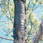 Tree trunk showing different textures to a mature tree that has been damaged by longhorn borer.