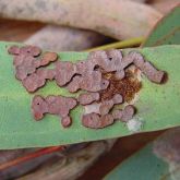 Raised hard plate galls on western white gum (<em>E. argophloia</em>), with small round wasp emergence holes on galls