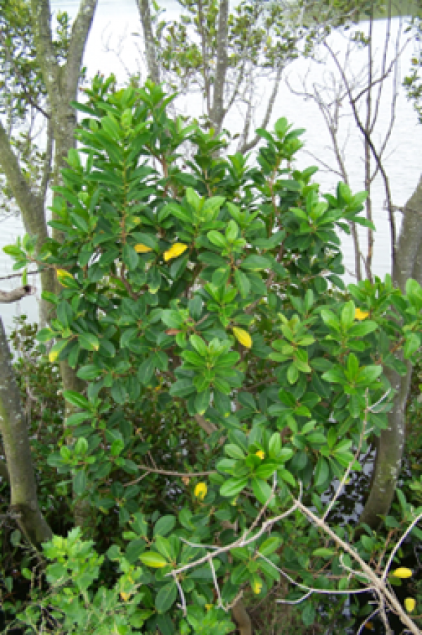 Milky mangrove tree