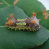 <em> D. vulnerans</em> larva on leaf