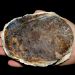 person holding large oyster. Large brown shell that takes up the entire palm of the hand.  