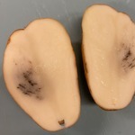 Potato cut open showing dark lesions 