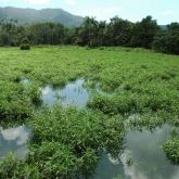 Hygrophila infestation