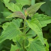 Siam weed new growth on seedlings