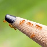 Electric ants on pencil nib