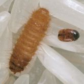 Khapra beetle larva and adult on rice grains