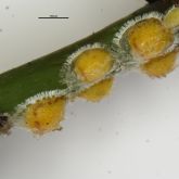 South African pit scale 