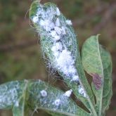 Spiralling whitefly adults on the underside of a cassava leaf