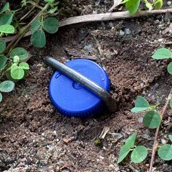 Blue plastic lid of a pitfall trap with metal handle sitting in soil.