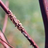 Gumtree scale on a rose gum branch