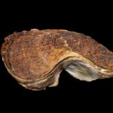 Close up of the suminoe oyster. Brown curved shell