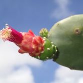 Close up of cactus plant with red flower blooming. Blue sky in background