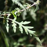 Annual ragweed leaves