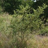 Small chinee apple plant