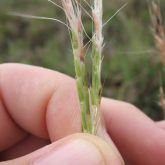 Gamba grass seed head