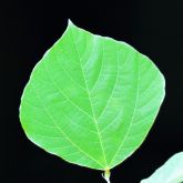 Kudzu leaf