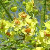 Parkinsonia flowers