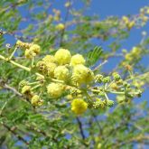 Prickly acacia flowers close-up