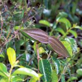 Rubber vine pod