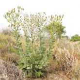 Telegraph weed plant form