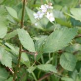 Blackberry leaves