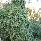 Madeira vine smothering native vegetation