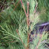 Athel pine close up of stem and leaves