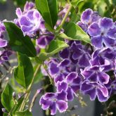 Duranta flowers and leaves