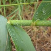 Giant reed: stem-clasping leaf-base
