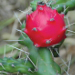 Thumbnail of Harrisia cactus