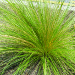 Thumbnail of Mexican feather grass