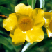 Thumbnail of Yellow allamanda