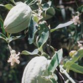 White moth vine fruit