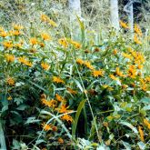 Japanese sunflower plant