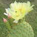 Thumbnail of Bunny ears or Golden bristle cactus