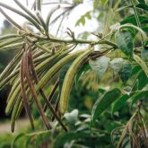 Hairy senna pods