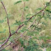 Mimosa bush stem, spike and leaves