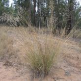 African lovegrass plant form