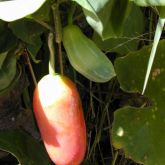 Ivy gourd fruit