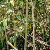 Spiked pepper in undergrowth