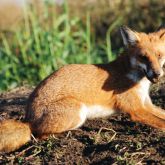 Fox lying down