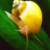 Spiked-top apple snail