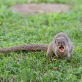 Indian mongoose snarling