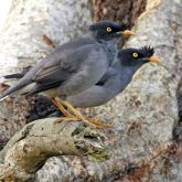 Pair of jungle mynas