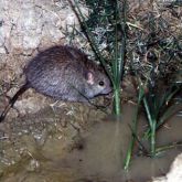 Pacific rat near water