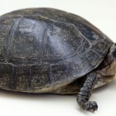 South East Asian box turtle